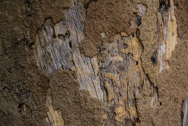 Close view of wood damaged by termites