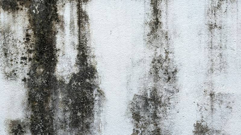 Dark mold streaks on a white wall